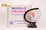 MATERIAL DIDÁCTICO. Modelo Pélvico Femenino de Acrílico SEMINA